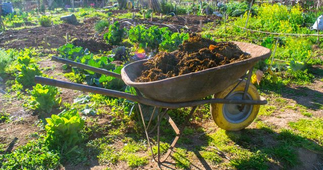 Наиболее быстро удобрение отдаёт фосфор и калий, а вот другие элементы в навозе могут содержаться в сложных соединениях, для минерализации которых нужно какое-то время.