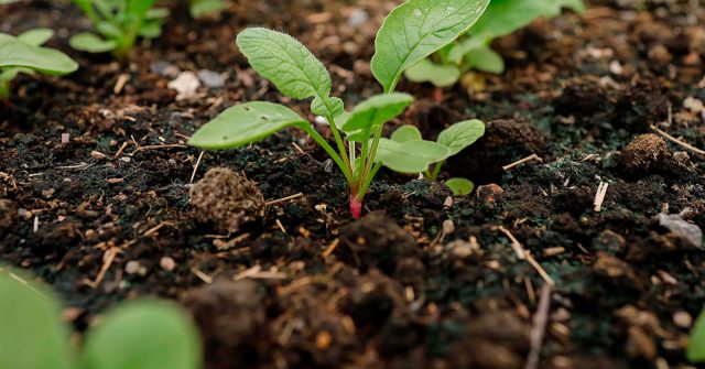 Грамотное применение навоза и перегноя помогает восстановить истощённые почвы, улучшить их физические свойства и обогатить важнейшими элементами.