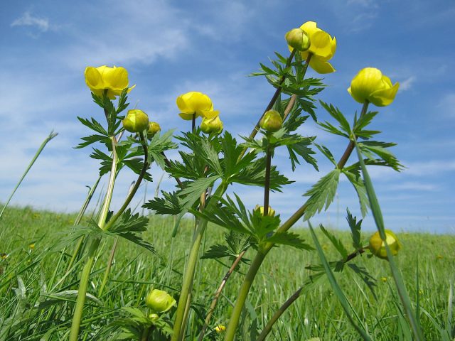 Впечатляющими габаритами отличается купальница высочайшая (Trollius altissimus) полутораметрового роста родом из Восточной Европы. Впечатляющими габаритами отличается купальница высочайшая (Trollius altissimus) полутораметрового роста родом из Восточной Европы.