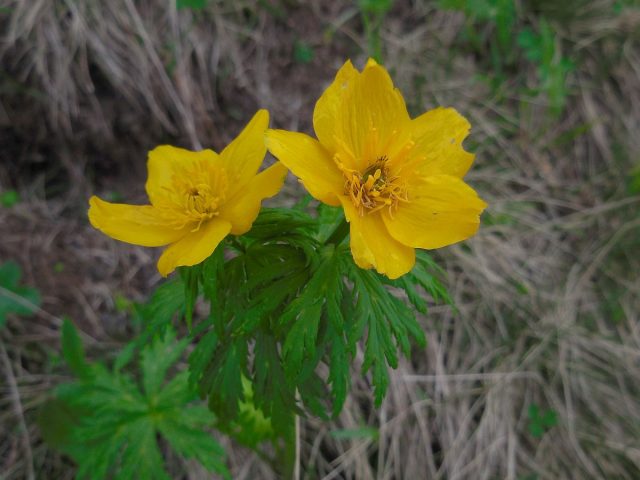 Купальница лютиковая (Trollius ranunculinus) - обычнейшее растение Кавказа, которая поднимается в горы до 2800 м, становясь при этом всё более низкорослой. Купальница лютиковая (Trollius ranunculinus) - обычнейшее растение Кавказа, которая поднимается в горы до 2800 м, становясь при этом всё более низкорослой.