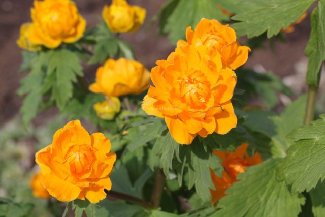 Купальница азиатская (Trollius asiaticus) - в Сибири эти растения называют «жарки», но это не те, о которых речь шла в начале статьи. Купальница азиатская (Trollius asiaticus) - в Сибири эти растения называют «жарки», но это не те, о которых речь шла в начале статьи.