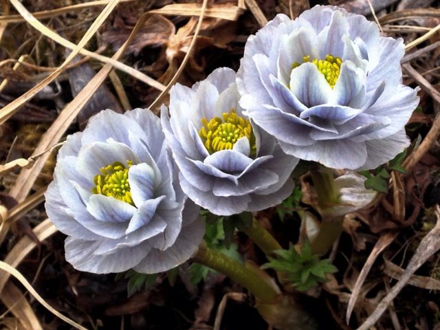 На Алтае, кроме рыженькой, похожей на азиатскую, купальницы алтайской (Trollius altaicus), есть ещё и необыкновенная купальница лиловая (Trollius lilacinus). На Алтае, кроме рыженькой, похожей на азиатскую, купальницы алтайской (Trollius altaicus), есть ещё и необыкновенная купальница лиловая (Trollius lilacinus).