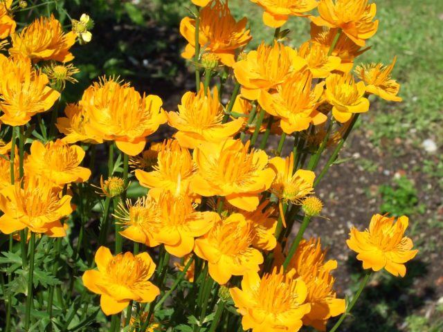 Купальница китайская (Trollius chinensis), довольно крупное растение, до 1 м в цвету. Купальница китайская (Trollius chinensis), довольно крупное растение, до 1 м в цвету.