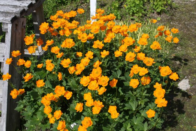 Но самая морозостойкая - купальница Ледебура (Trollius ledebourii), это её я увидела на берегу Амура. Но самая морозостойкая - купальница Ледебура (Trollius ledebourii), это её я увидела на берегу Амура.