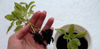 Почему желтеет рассада — основные причины и их решения.