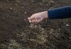 Подробная инструкция по посадке газона от А до Я.