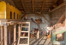 Самые распространённые ошибки при строительстве курятника.