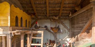 Самые распространённые ошибки при строительстве курятника.