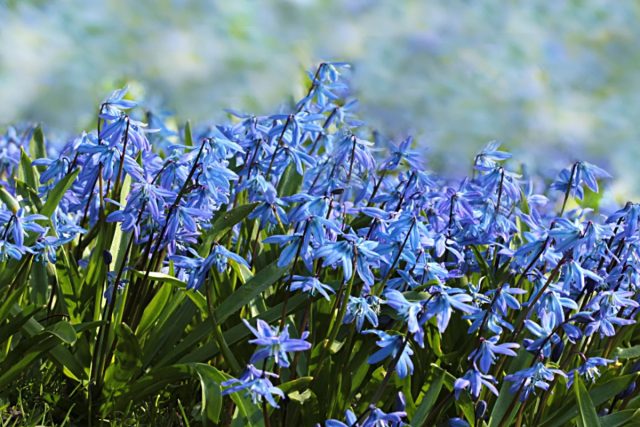 У наиболее распространенной в наших широтах сциллы сибирской (scilla sibirica) период цветения наступает в конце апреля – начале мая. У наиболее распространенной в наших широтах сциллы сибирской (scilla sibirica) период цветения наступает в конце апреля – начале мая.