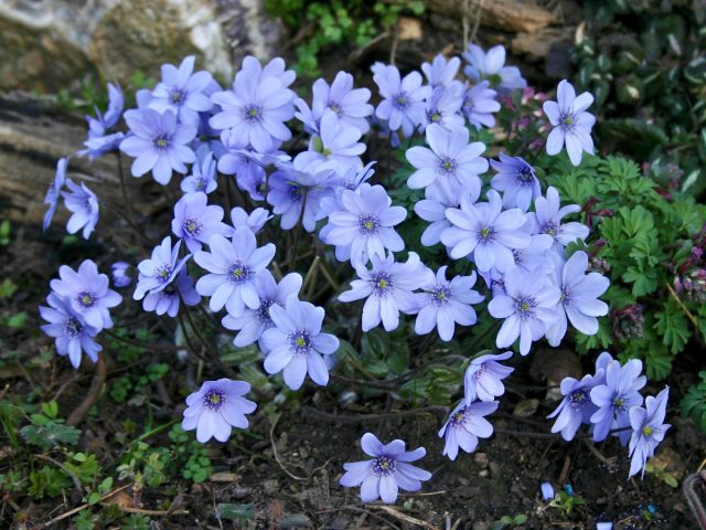 Еще один популярный вид перелесок – печеночница трансильванская (hepatica transsilvanica). Еще один популярный вид перелесок – печеночница трансильванская (hepatica transsilvanica).