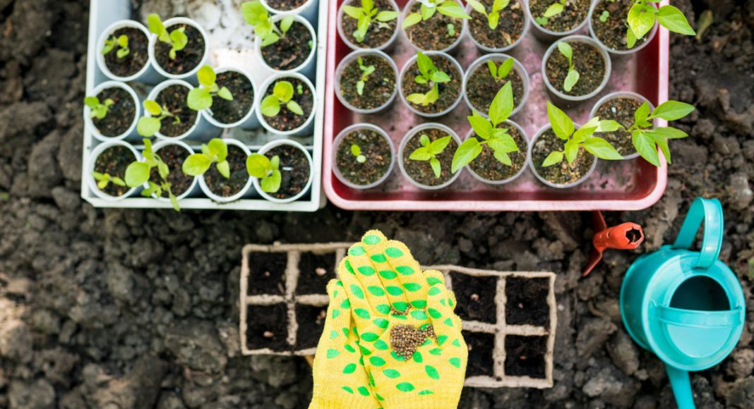 Тест: Идеальная рассада. Готовы ли вы к сезону? Тест: Идеальная рассада. Готовы ли вы к сезону?