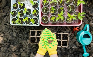 Тест: Идеальная рассада. Готовы ли вы к сезону? Тест: Идеальная рассада. Готовы ли вы к сезону?