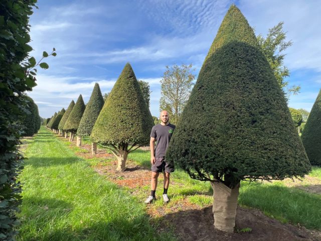 Основа конуса – тоже круг, очерченный на земле вокруг растения. Окружность разбивают на сектора по 120 градусов.