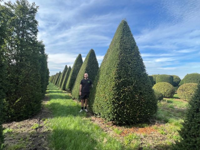 Как правило, растения стригут в форме трех- или четырехгранной пирамиды. Но боковых плоскостей может быть и больше.