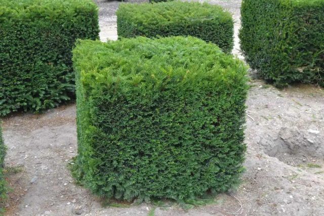 Чтобы иметь возможность исправить неточности, оставляют несколько см вне каркаса для корректировки.