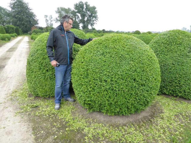 Схема создания сферической формы тут схожа, но есть нюанс. Для небольших растений или топиариев вроде «Чупа-Чупс» (шар на штамбе) существуют готовые каркасы.