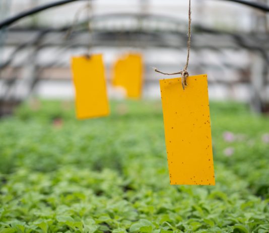 Все о мошках в рассаде — причины, опасность и как избавиться.