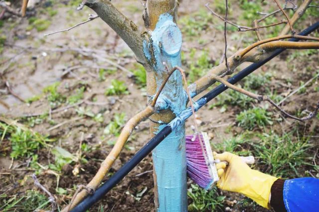 Бордосская смесь (медный купорос+известь) является профилактическим фунгицидным (от грибов) и бактерицидным средством.