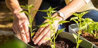 Забота о растениях весной: секреты успешного урожая.