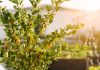 Зелёная изгородь из ягодных кустарников — вкусно и полезно.