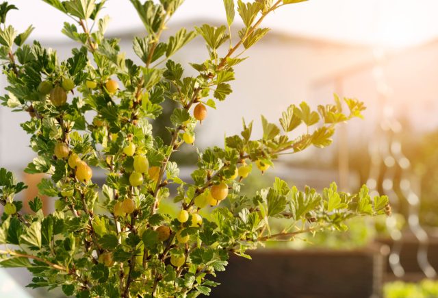 Зелёная изгородь из ягодных кустарников — вкусно и полезно.