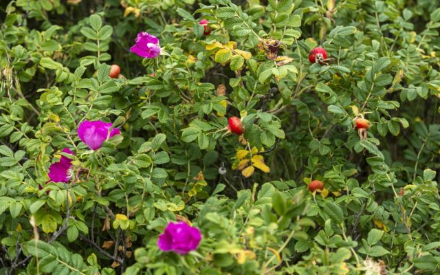 В качестве живой изгороди шиповник высаживали в садах ещё наши бабушки и прабабушки. Это одна из лучших культур для зелёного забора.