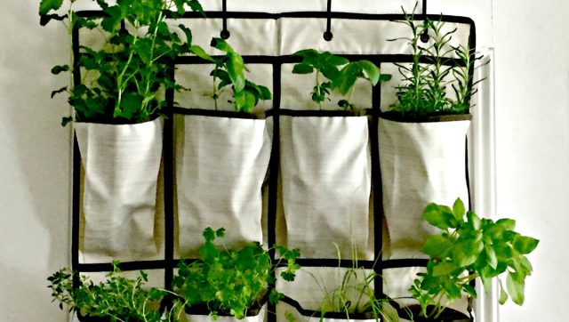 Для условий квартиры подходят серьёзные войлочно-карманные конструкции. В некоторых предусмотрен автополив, останется только добавлять в поливную ёмкость отстоявшуюся воду и, периодически, слабые растворы минеральных удобрений