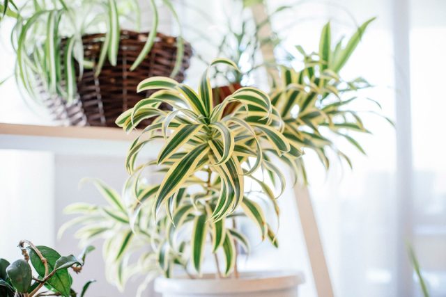 Хлорофитум (Chlorophytum) иначе называют цветком-пауком. Безопасное растение можно даже пожевать — оно безвредно даже для самых маленьких.