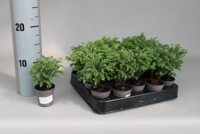 Кипарисовик (Chamaecyparis) убивает вокруг себя патогенные грибы и бактерии. Это будет отличным украшением детской и хорошим помощником.