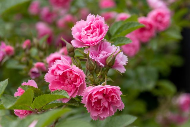 Более 50 сортов самых экстравагантных роз.