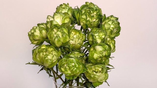 Откровенно зелёная спрей-роза "Принцесс Мидори" ('Princess Midori').