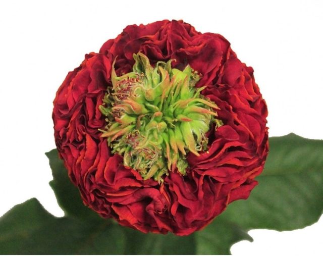 Чайногибридная красная "Ред Ай" ('Red Eye').