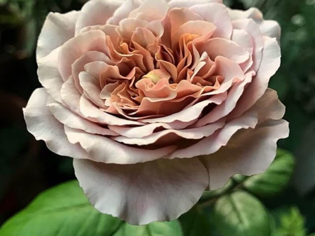 Роза цвета латте - "Кафе Латте" ('Cafe Latte').