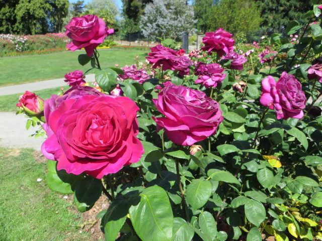 Из самых разных сиренево-фиолетовых я сохранила "Биг Перпл" (потрясающая роза - и цвет и аромат).