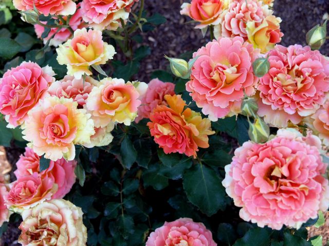 Например, жёлто-абрикосово-оранжевые флорибунды "Брасс Бэнд" ('Brass Band') и "Лоллипоп" ('Lollipop') иначе, как «танцующими», и не назовёшь.