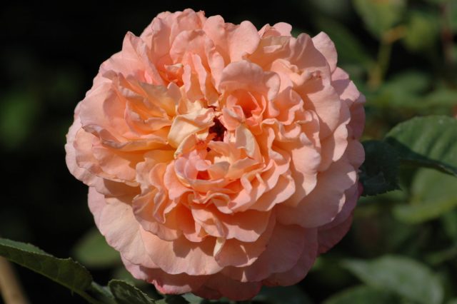 Не менее хороша чайно-гибридная "Августа Луиз" ('Augusta Luise').