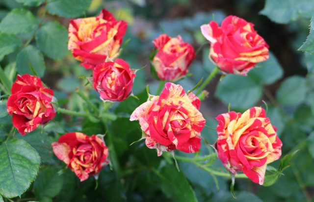 Розочку сорта "Фаер Флэш" ('Fire Flash'), посаженную изначально совместно с прочими спрейками-миниатюрками, появилось желание отсадить уже после первого цветения.