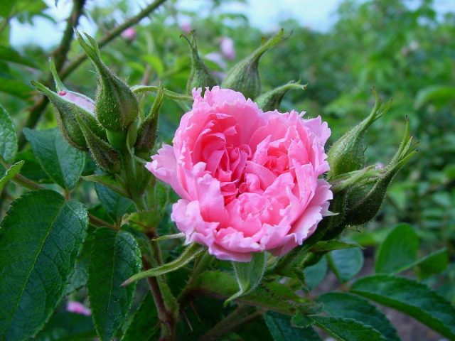 Цветки роз довольно старой сортосерии "Грутендорст" ('Grootendorst') щеголяют «гвоздичными» зубчатыми лепестками.