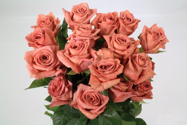 Все сорта с добавкой сиреневого цвета (в том числе, кофейные и терракотовые) лучше смотрятся в полутени и сумерках.