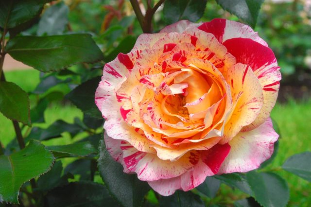 Жёлто-красно-малиновая флорибунда "Камиль Писсаро" ('Camille Pissarro').