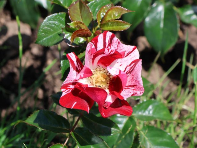 Чайно-гибридная полосатая роза "Симсалабим" ('Simsalabim').