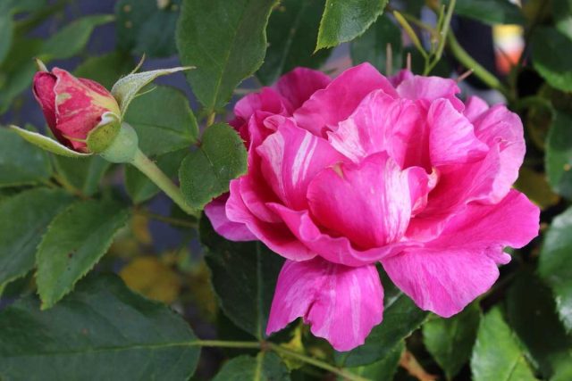 Шраб "Гай Савой" ('Guy Savoy') на фоне моих спокойно-розовых плетистых смотрится несколько павлинисто.