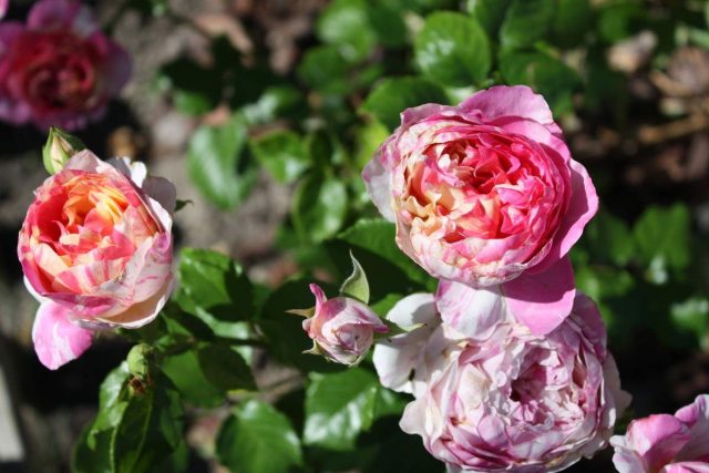 Кремово-жёлто-розовая "Жюли Андрие" ('Julie Andrieu').