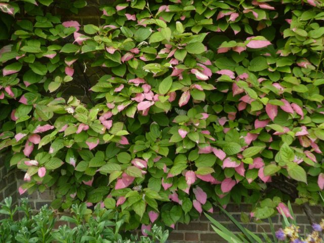 Растение двудомное, на мужских экземплярах в период цветения листва окрашивается в белые, а ближе к концу - в розовые и малиновые тона начиная с кончика листовой пластины.