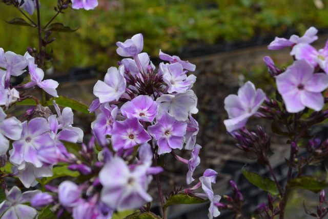 Среди самых высокорослых сортов можно выделить «Лаванделвольке» ('Lavendelwolke') - 120-170 см, цветет с конца июля по начало августа бледно-сиреневыми с фиолетовым центром цветками.