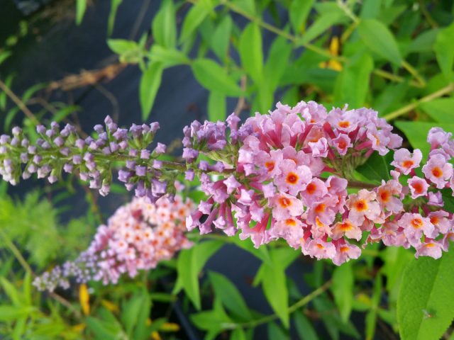 Цветовая гамма – все оттенки белого, сиреневого, фиолетового, пурпурного и розового. Но есть и необычный сорт с трехцветными соцветиями - «Флауэр Пауэр» ('Flower Power').