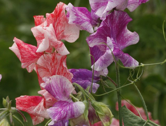 Серия «Спенсер» (1,8-2,5 м, белые, оранжевые, розовые, сиреневые, фиолетовые и пурпурно-бордовые цветки).