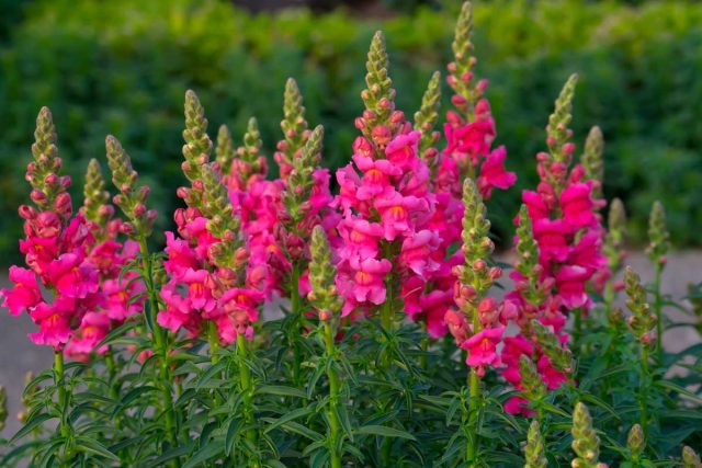 Львиный зев (antirrhinum majus) – растение многолетнее, но как и многие теплолюбивые виды, выращивается в качестве летника.