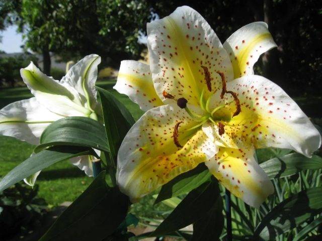 Восточная лилия «Ауратум Голд Бенд» ('Auratum Gold Band') - 160 см, крупные белые с желтой полосой и темным крапом цветки.