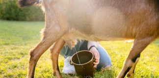 Что делать, если коза не хочет доиться?